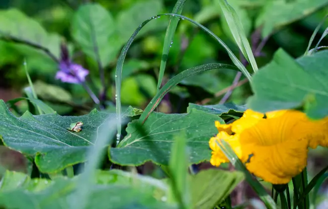 農地取得を目指す方（就農以外）